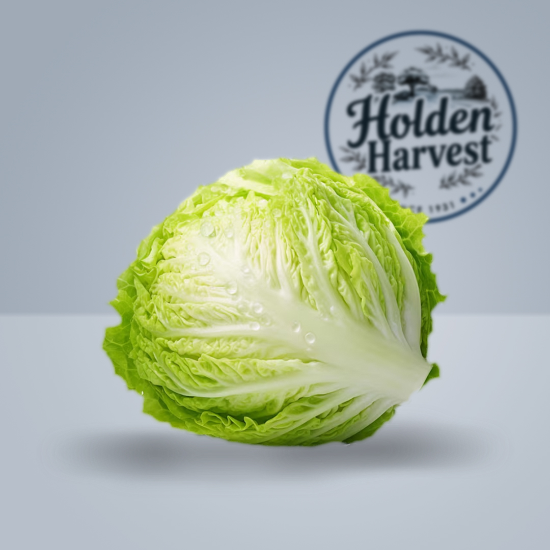 iceberg lettuce1